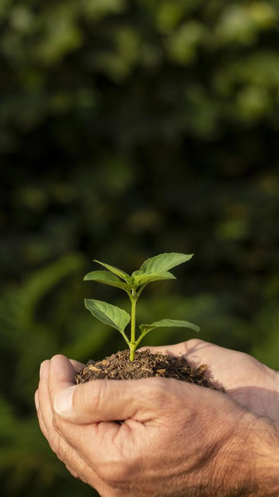 Foto com o close em uma duas mãos na ´posição de conchinha carregando uma planta num montinho de terra, catadores