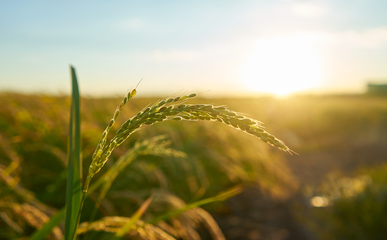 detalhe da planta de arroz ao por do sol em valencia com a plantacao fora de foco graos de arroz na semente da planta, sustentabilidade agricola