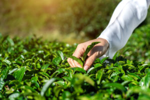 mulher colhendo folhas de cha com a mao na fazenda de cha verde