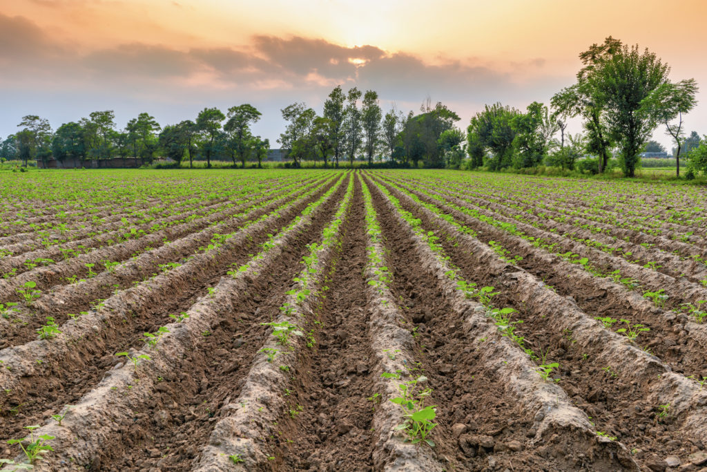 plantação agrícola arada de manhã