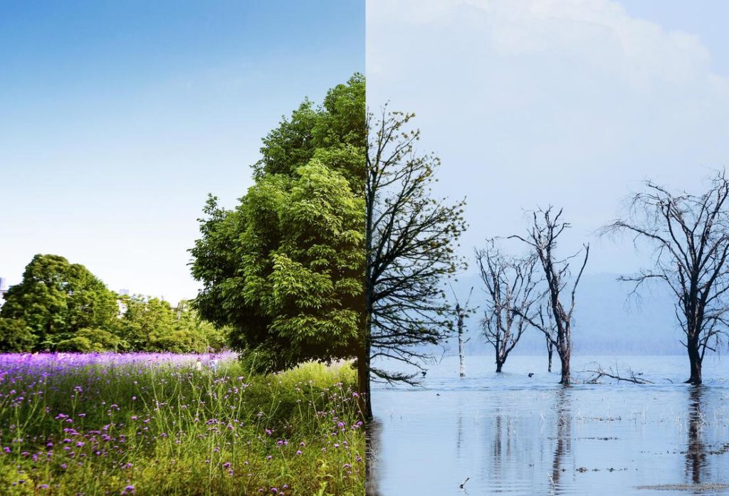 colagem de conceito de mudanças climatica, imagem de uma árvore, metade da imagem é verde e com folhas e a outra metade é fria cheia de neve e galhos secos