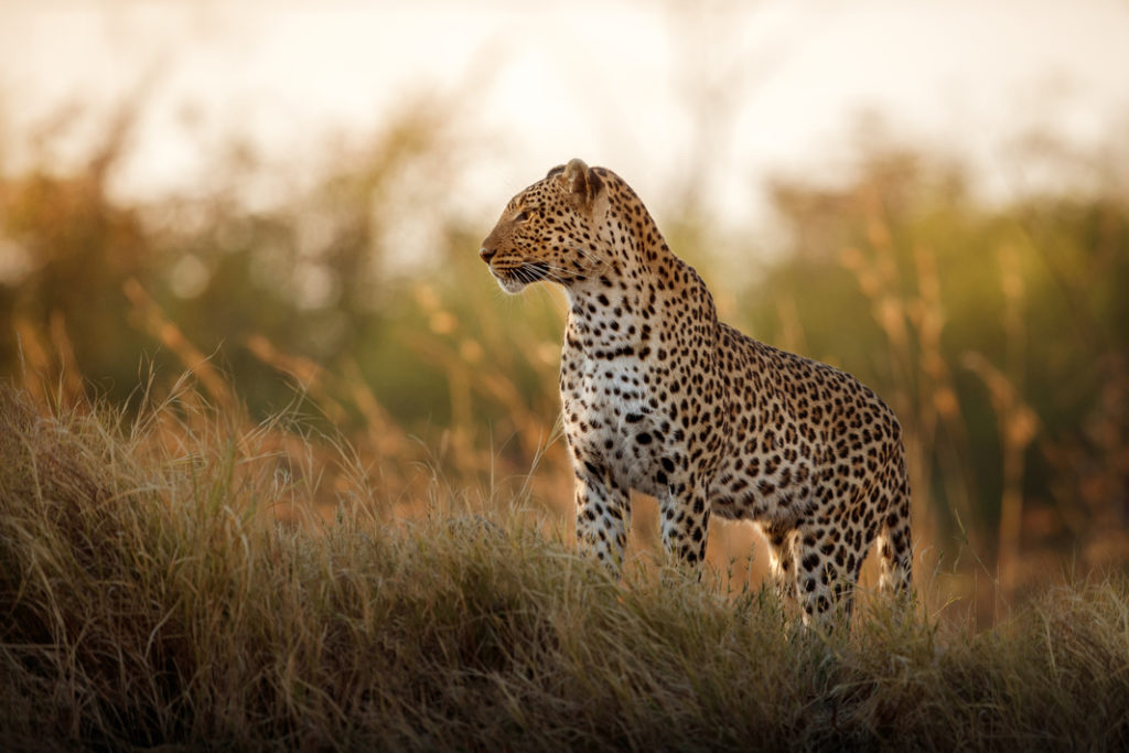 femea de leopardo afriano posando de lado enquanto observa o horizonte