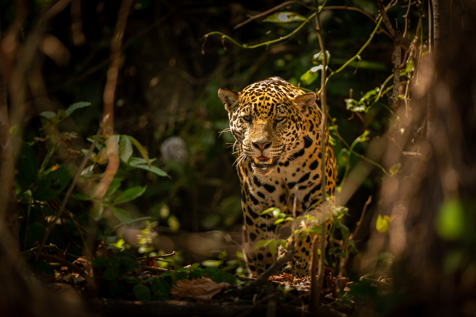 linda e ameacada onca americana no habitat natural panthera onca selvagem brasil vida selvagem brasileira pantanal selva verde gatos grandes