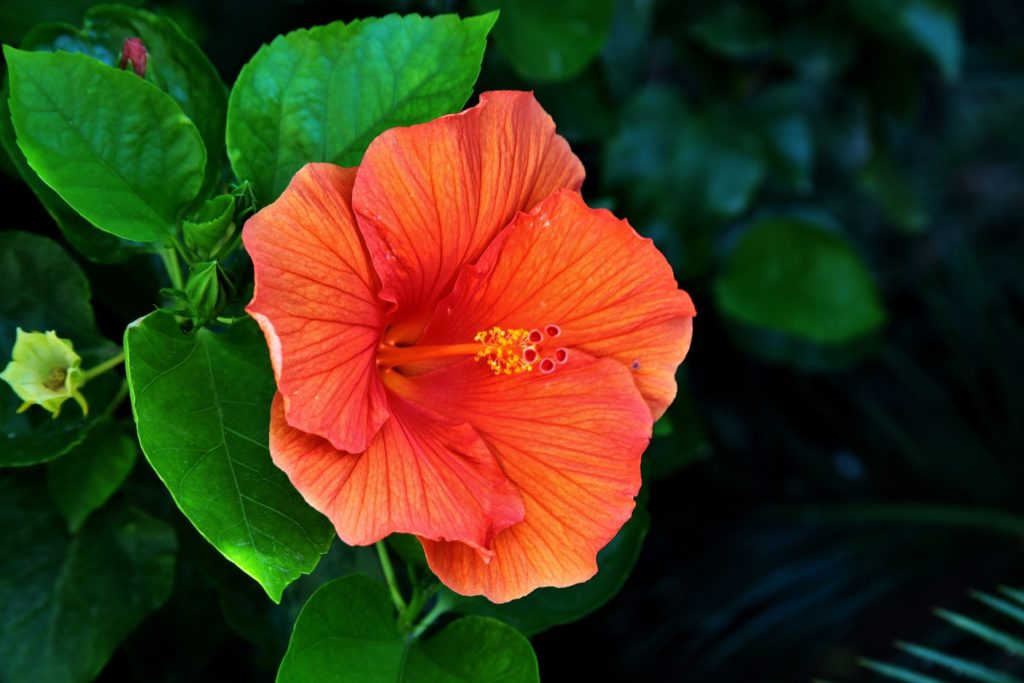 A closeup shot of a beautiful Hawaiian hibiscus in Tuscany And Elba in Italy