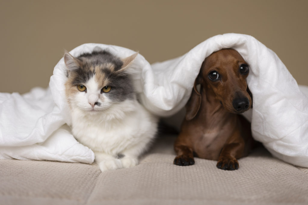 feche o retrato no gato e cachorro debaixo de uma coberta