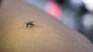 close up de mosquito sugando sangue do braco humano, dengue