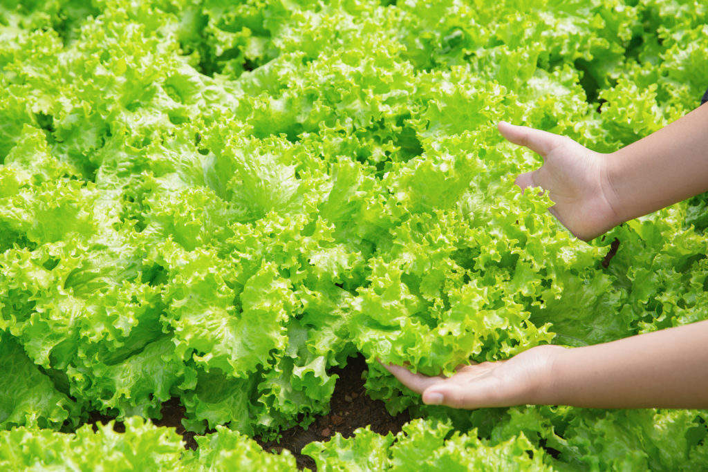 mãos de agricultor segurando folhas verdes parecidas com alface