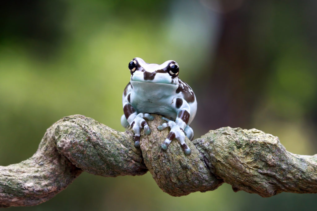 pequeno sapo de leite amazonico no galho panda bear tree frog