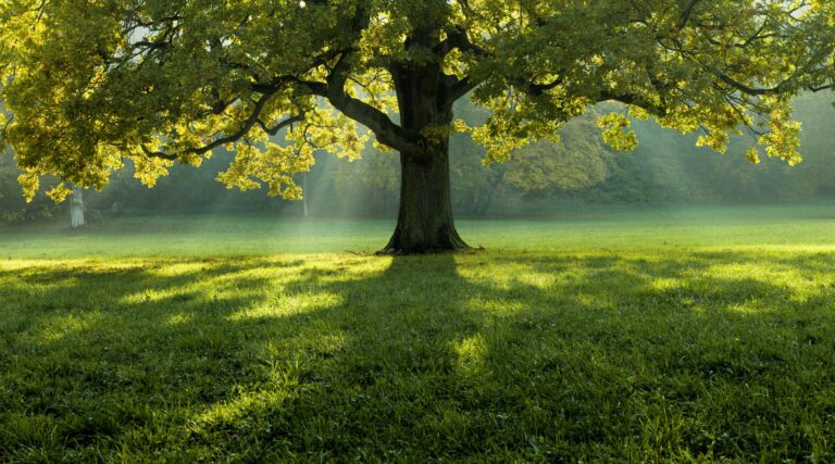 árvore bonita no meio de uma floresta coberta de grama