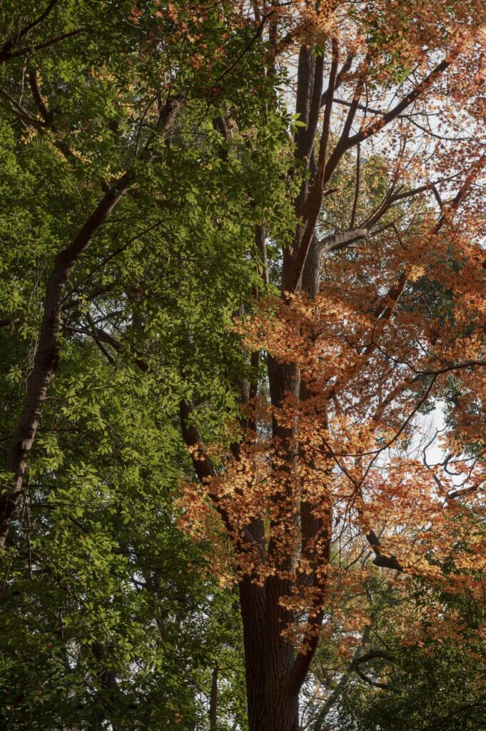 forest-with-trees-close-up