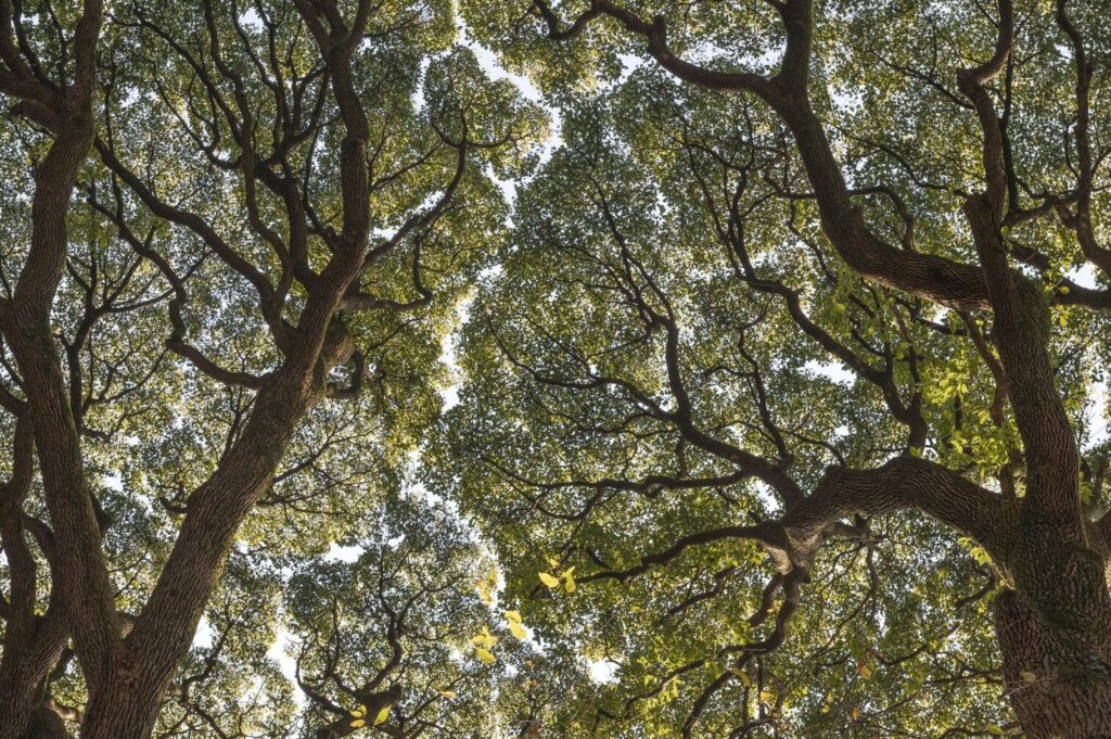 forest-with-trees-close-up